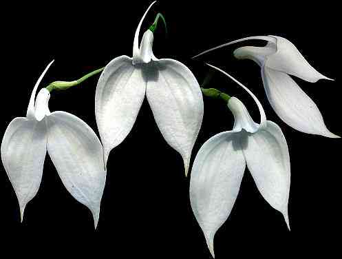 Masdevallia coccinea alba